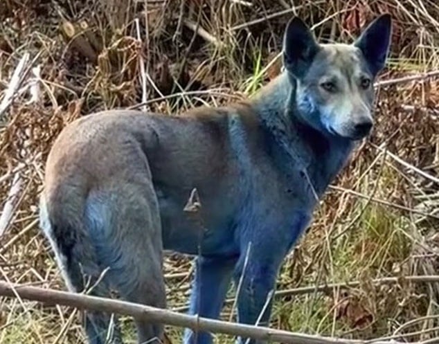 Mavi itlər 40 il sonra yenidən üzə çıxdı