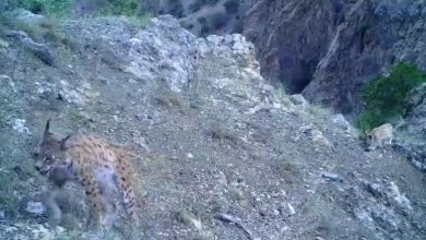 Nesli tehlikede olan vaşak ve yavrusu görüntülendi 