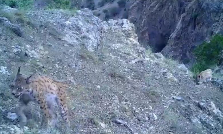 Nesli tehlikede olan vaşak ve yavrusu görüntülendi 