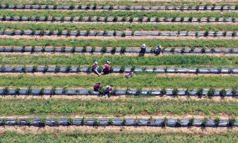 Bu bahçeyi gören hayran kalıyor: İlk hasat başladı: Verimi de parası da güzel!