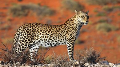 Çinli ilaç şirketleri hakkında dehşete düşüren iddia: Leopar ve pangolin parçaları...