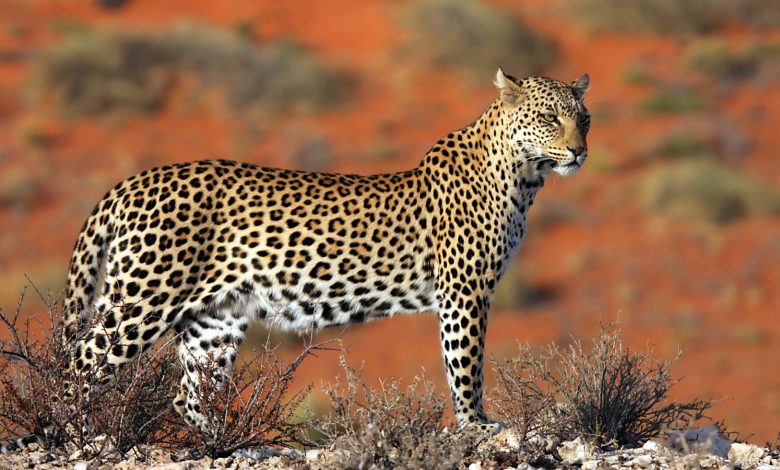 Çinli ilaç şirketleri hakkında dehşete düşüren iddia: Leopar ve pangolin parçaları...