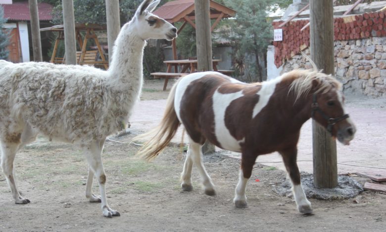 Kastamonu'da bir çiftlikte yangın