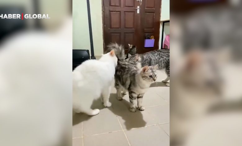 Kavgayı ayıran kedi viral oldu