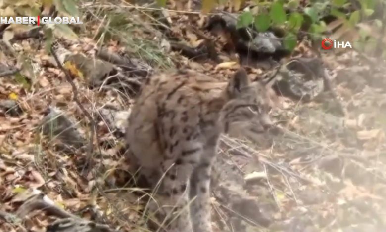 Tunceli'de kırmızı listedeki vaşak dağ keçisi avlarken böyle görüntülendi!