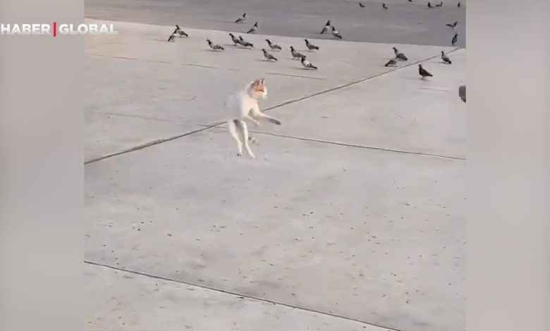 Güvercin olmayı deneyen kedi kahkahaya boğdu: Resmen aralarında uçtu...