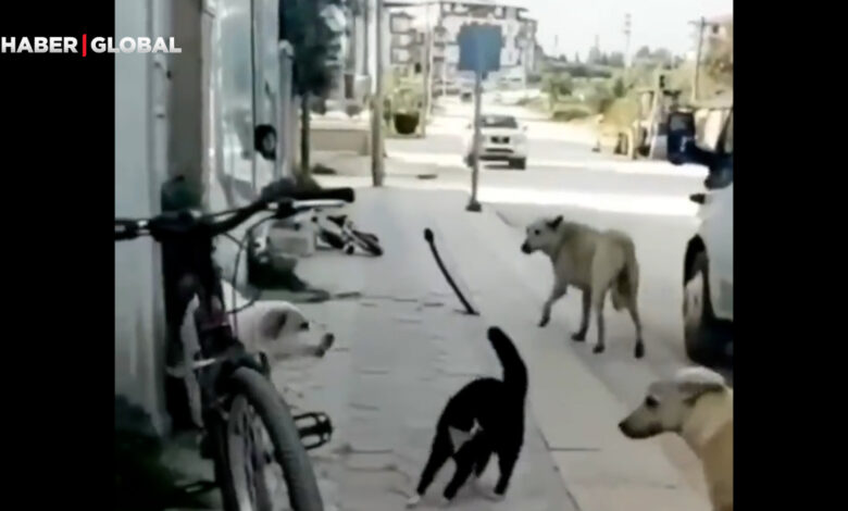 Korkusuz kedinin önüne çıkan köpeklere verdiği ders şaşırttı!