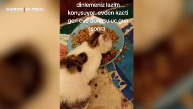 Evden kaçıp günler sonra geri gelen kedi, sahibi ile böyle konuştu