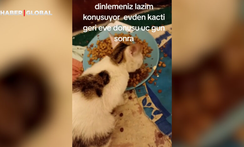 Evden kaçıp günler sonra geri gelen kedi, sahibi ile böyle konuştu