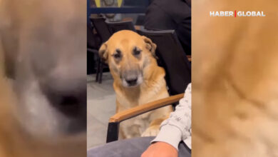 Hayatında ilk kez sevilen sokak köpeğinin görüntüleri yürekleri parçaladı