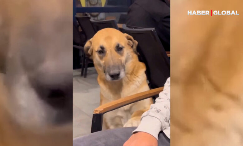 Hayatında ilk kez sevilen sokak köpeğinin görüntüleri yürekleri parçaladı