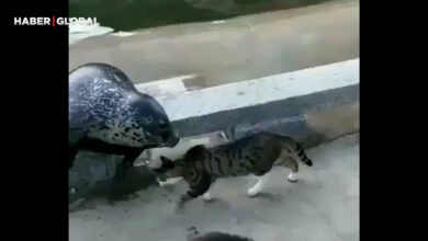 Karşısına çıkan foku tokat yağmuruna tutan kedi kahkahaya boğdu