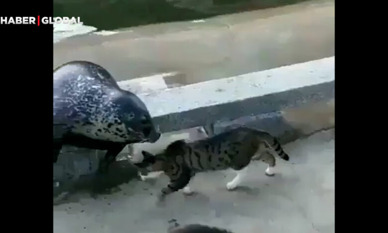 Karşısına çıkan foku tokat yağmuruna tutan kedi kahkahaya boğdu