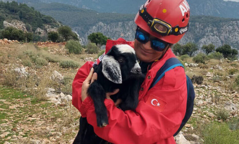 Keçi ve yavrusu mahsur kaldı: AKUT ekipleri kurtardı