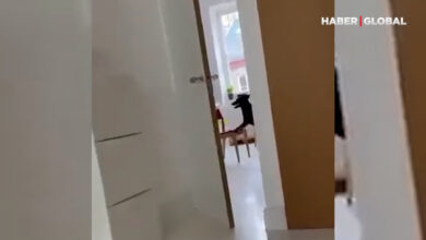 Köpeğini evde yalnız bıraktı, kamera kayıtlarını izlediğinde şaşkınlık yaşadı