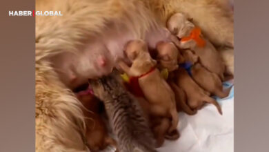 Annesinden süt emen yavru köpekleri gören kedinin yaptıkları kahkahaya boğdu