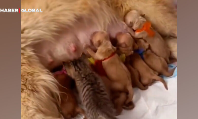 Annesinden süt emen yavru köpekleri gören kedinin yaptıkları kahkahaya boğdu