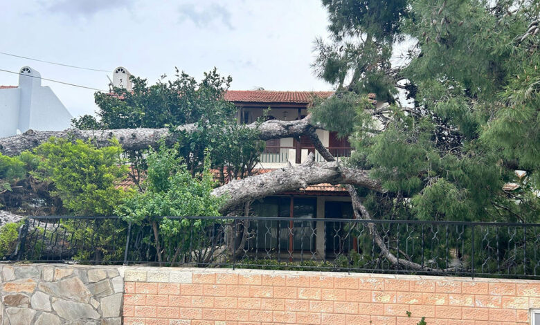 İzmir'de etkili olan kuvvetli rüzgara dayanamayan dev ağaç, bir evin bahçesine devrildi