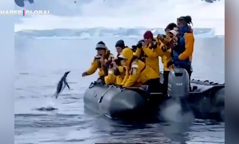 Katil balinadan kaçan penguen turistlerin botuna atlayarak canını son anda böyle kurtardı