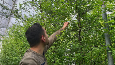 Kilosunu 3 bin 500 liradan dünyanın dört bir tarafına satıyor! En iyi müşterileri Arap şeyhleri