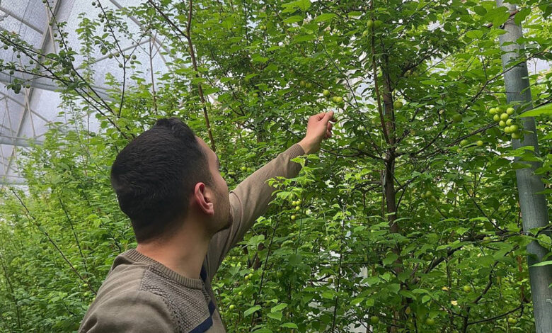 Kilosunu 3 bin 500 liradan dünyanın dört bir tarafına satıyor! En iyi müşterileri Arap şeyhleri