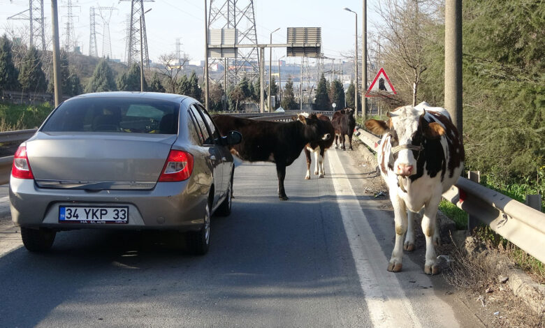 TEM'de büyükbaş şoku: Otoyola giren inekler, trafiği birbirine kattı