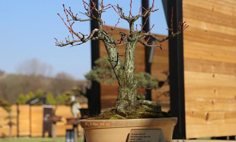 Türkiye'nin ilk 'bonsai müzesi' Yalova'da açıldı
