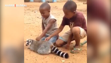 Uyanık lemur fırsatı kaçırmadı: "Sırtımı kaşıyın"