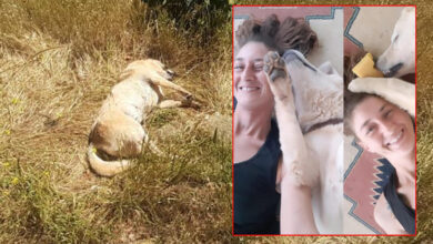 Bodrum'da hayvan katliamı! 5 köpek ve 2 kediyi zehirleyerek öldürdüler