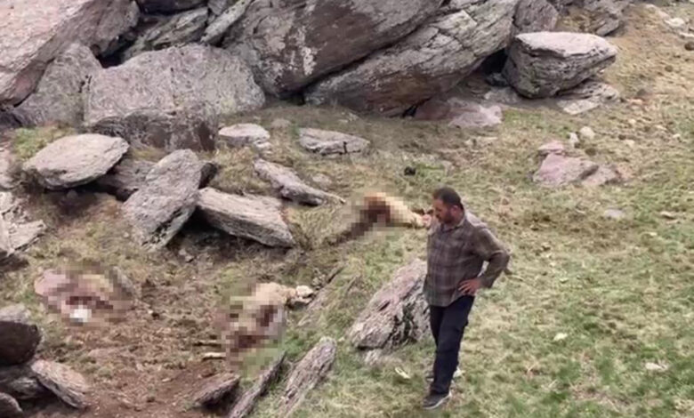 Kars’ta kurt saldırısı: 70 koyun telef oldu