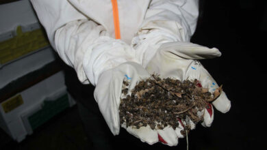 Çanakkale'de arılar toplu bir şekilde ölüyor: Arıcılar tedirgin