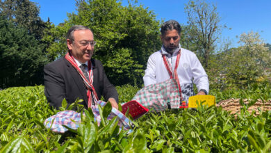 Çaykur Rizespor Teknik Direktörü İlhan Palut çay topladı