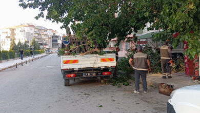 Çorum'da üzerine ağaç dalı düşen kadın yaralandı