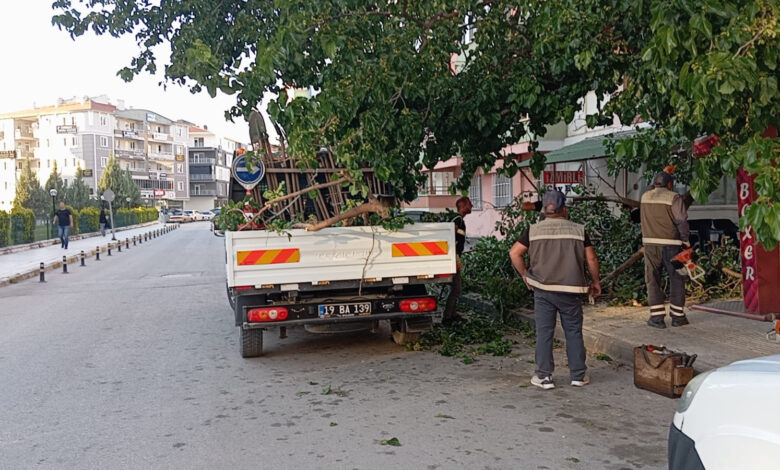 Çorum'da üzerine ağaç dalı düşen kadın yaralandı