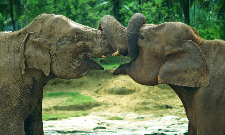 Filler; duruma, cinsiyete ve gruptaki yerine göre selamlaşma ve vedalaşma şeklini değiştiriyor