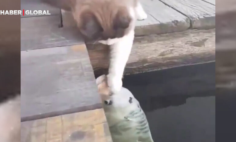 Her gün göle gelerek balıkları sevip giden kedi kahkahaya boğdu