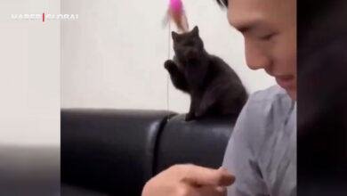 Sahibini oyuncağı ile oynatan kedinin görüntüleri viral oldu