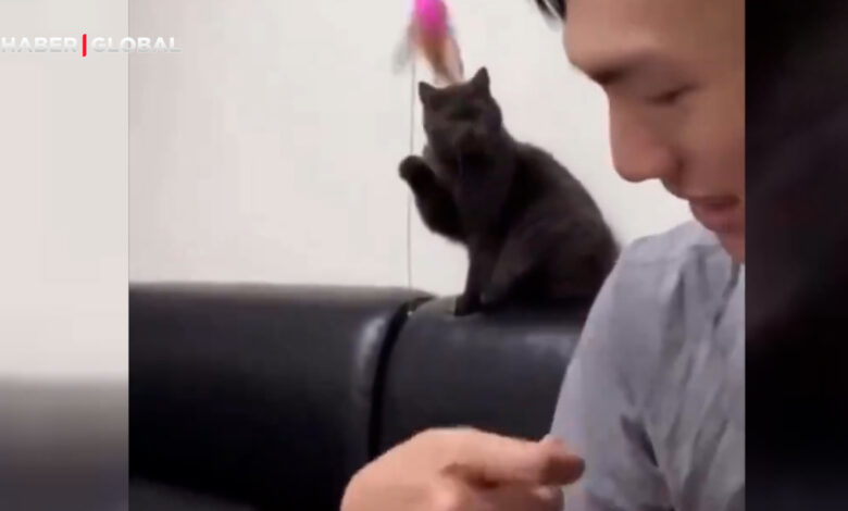 Sahibini oyuncağı ile oynatan kedinin görüntüleri viral oldu