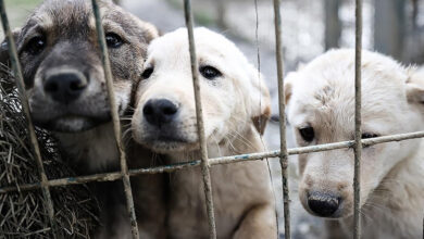 Sahipsiz köpeklere ilişkin düzenlemenin detayları belli oldu