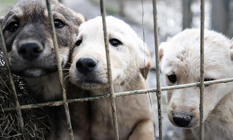 Sahipsiz köpeklere ilişkin düzenlemenin detayları belli oldu