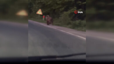 Seyir halindeyken önüne ayı çıktı, sürücü şaştı kaldı