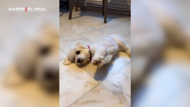 Akşam yemeğinde köfte isteyen köpek şok geçirdi! Brokoli sözünü duyunca dünyası başına yıkıldı