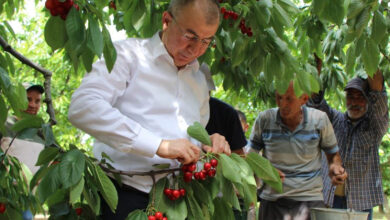 Amasya’da dalları kiraz bastı!