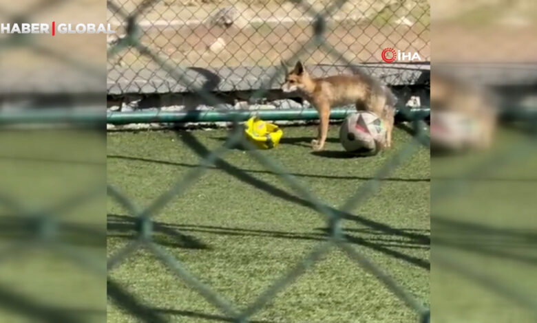 Elazığ'da yolunu şaşıran tilki spor sahasına tilki girdi