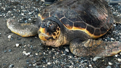 Mersin'de tedavisi 2 yılda tamamlanan caretta caretta, denizine kavuştu