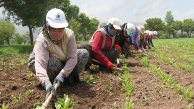 Pancar üreticisine 709 milyon lira çapa avans ödemesi gerçekleştirildi