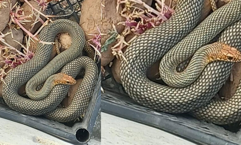 Patates kasasına giren yılan doğaya salındı