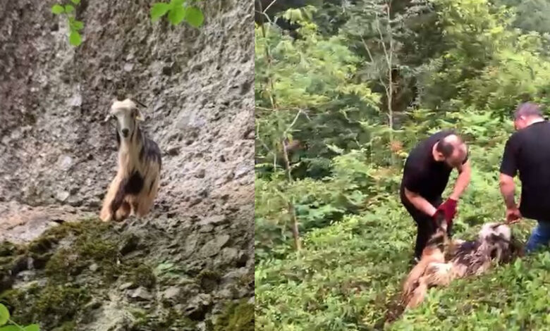 Rize'de bayramın ilk günü kaçan keçi 3. günün sonunda bulundu