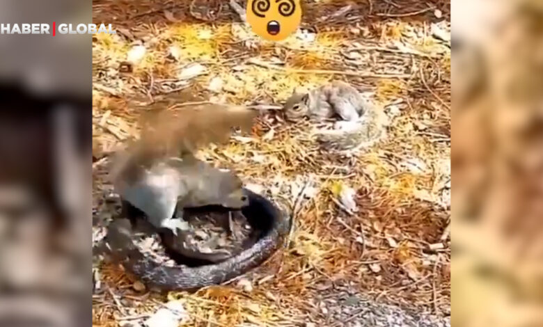 Yavrusu için kendini yılana feda eden anne sincabın görüntüleri ağlattı