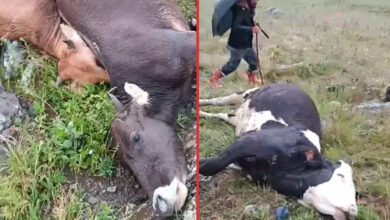 Ardahan’da yıldırım düştü! büyükbaş hayvanlar telef oldu